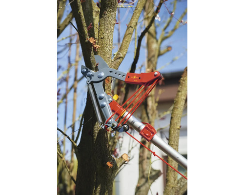 Élagage d''un arbre avec un ébrancheur sur un arbre