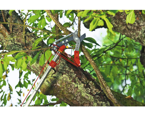 Élagueuse en cours d''utilisation sur un arbre