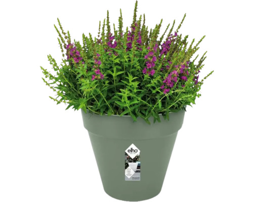 Plante fleurie dans un pot de fleurs Elho