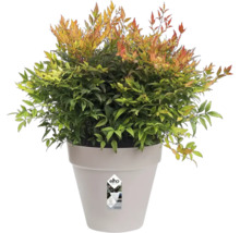 Nandina dans un pot
