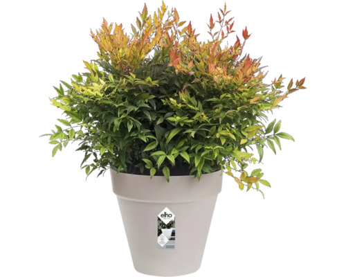 Nandina dans un pot