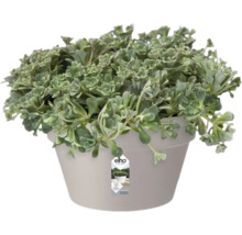 Topfpflanze mit grünen Blättern in Pflanzgefäß