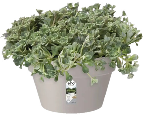 Topfpflanze mit grünen Blättern in Pflanzgefäß