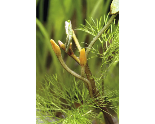 Gros plan d''une plante aquatique avec des extrémités de pousses et des feuilles fines.