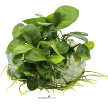Zwergspeerblatt - Anubias barteri nana In-Vitro