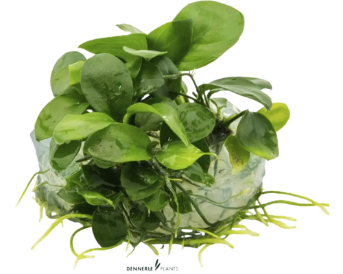 Plante d''aquarium sur racine