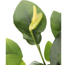 Zwergspeerblatt - Anubias barteri nana In-Vitro
