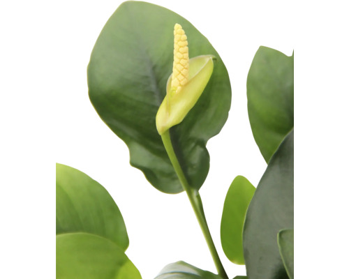 Gros plan d''une plante d''intérieur avec une fleur