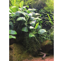 Zwergspeerblatt - Anubias barteri nana In-Vitro