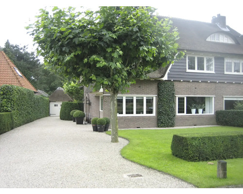 Allée menant à une maison avec jardin et arbres.