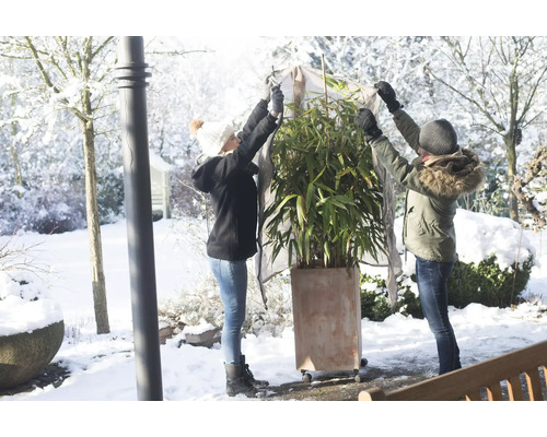 Zwei Personen decken eine Pflanze in einem Topf mit einem Winterschutzvlies ab. Die Szene zeigt einen verschneiten Garten.