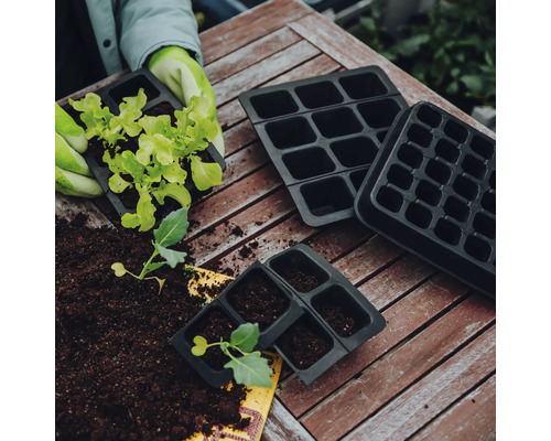 Plaques de culture avec de la terre et des jeunes plants sur une table en bois