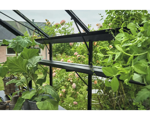 Vue intérieure d''une serre avec des étagères pour plantes et différents légumes