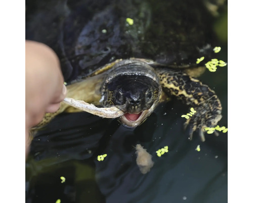 Une tortue est nourrie avec du poisson.