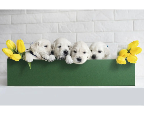 Quatre chiots Golden Retriever dans une boîte verte avec des tulipes jaunes