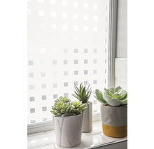 Fenêtre avec film pour verre dépoli et trois plantes en pot sur le rebord de la fenêtre