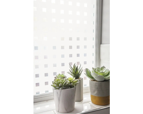 Fenêtre avec film pour verre dépoli et trois plantes en pot sur le rebord de la fenêtre