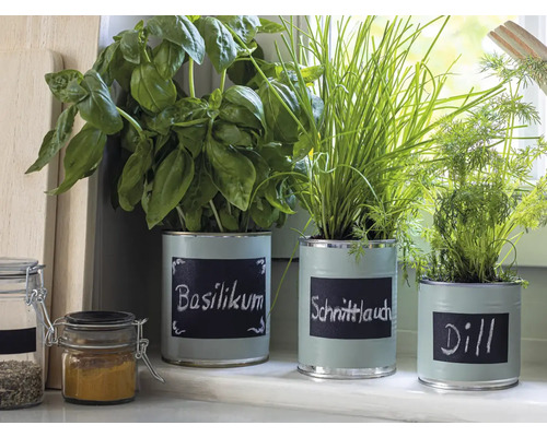 Jardin d''herbes aromatiques avec basilic, ciboulette et aneth dans des boîtes sur le rebord de la fenêtre
