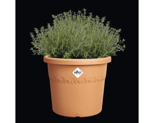 Pflanze in einem Elho Blumentopf