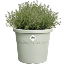 Thym dans un pot avec le logo Elho