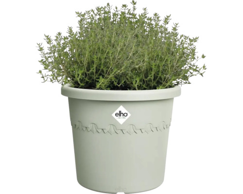 Thym dans un pot avec le logo Elho