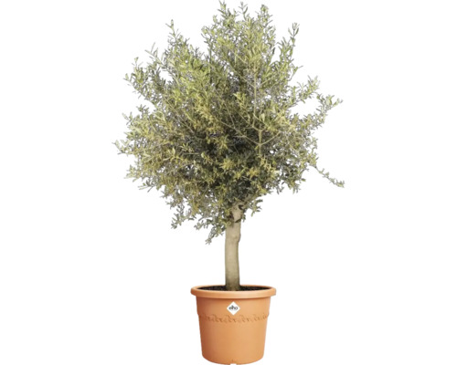Olivenbaum im Topf für den Aussenbereich