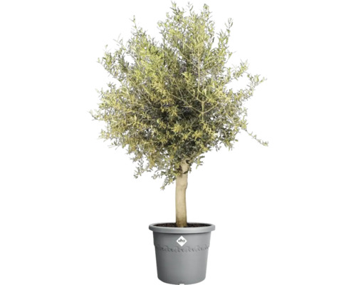 Olivenbaum im Topf