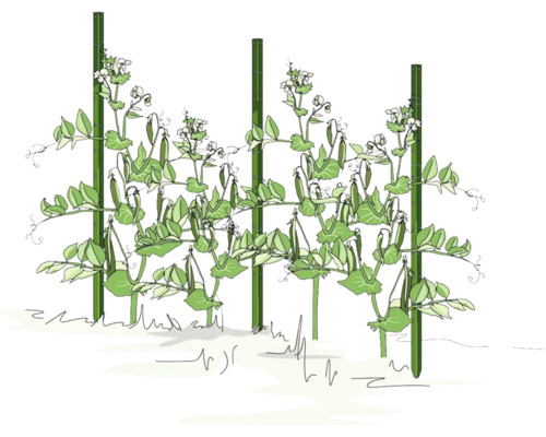 Illustration d''un plant de pois poussant sur un treillis
