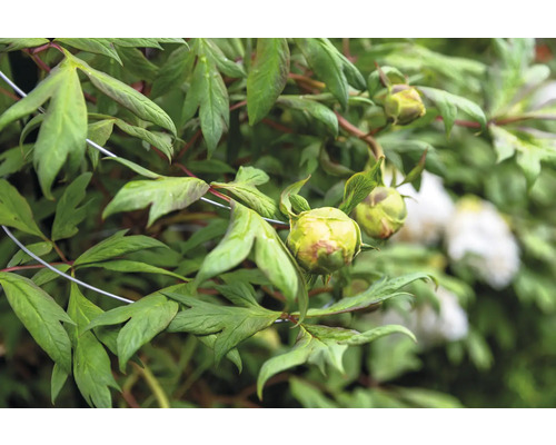 Gros plan d''une pivoine en fleurs avec des feuilles vertes