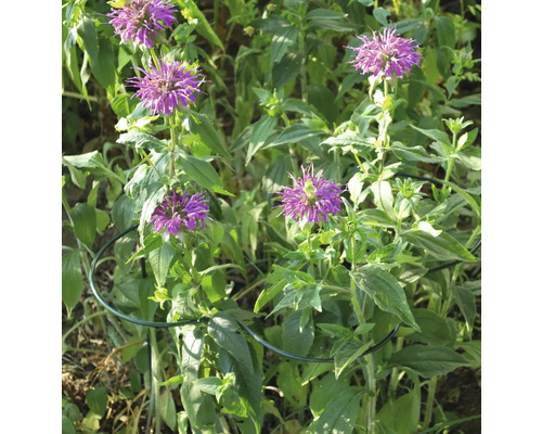 Fleurs de monarde violettes avec support de plante vert dans le jardin