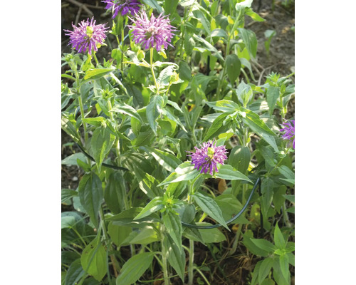 Prairie à abeilles avec des fleurs lilas et des feuilles vertes