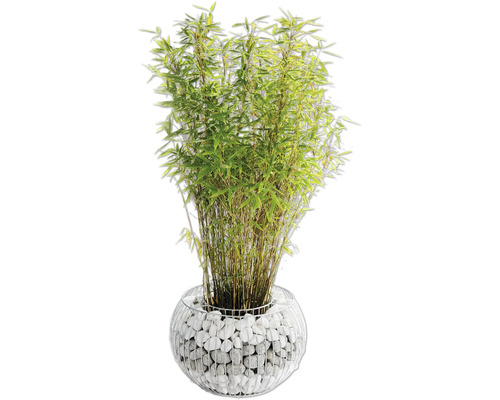 Bambou en pot avec des pierres