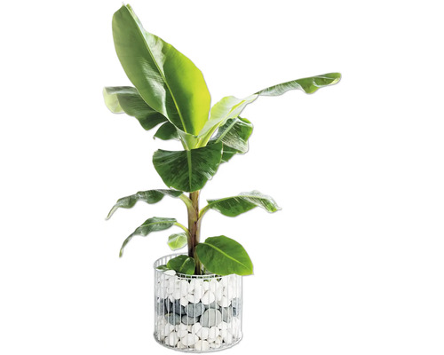 Bananier dans un pot décoratif avec des pierres