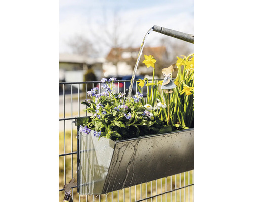 Bewässerung einer Zink-Blumenkasten-Hängevorrichtung mit Frühblühern an einem Zaun