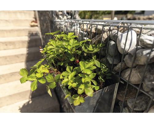 Erdbeerpflanze in einem Pflanzgefäß an einer Gabionenwand