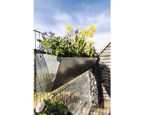 Metall-Blumenkasten mit Narzissen und Vergissmeinnicht am Zaun