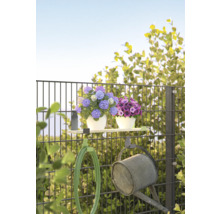 Gartenzaun mit Blumen, Gartenschlauch und Giesskanne