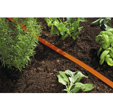 Parterre de jardin avec herbes aromatiques et tuyau d''arrosage