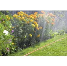 Arrosage de jardin avec des fleurs et une pelouse