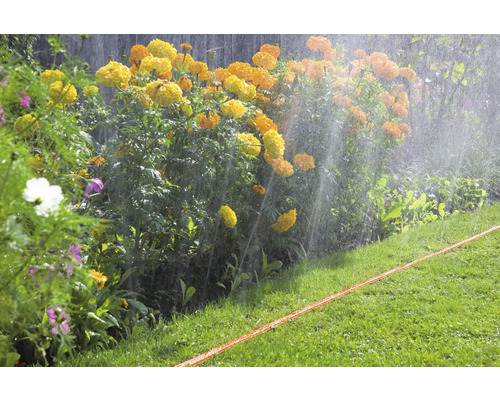 Arrosage de jardin avec des fleurs et une pelouse