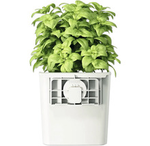 Basilic dans un pot blanc