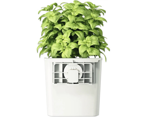 Basilic dans un pot blanc