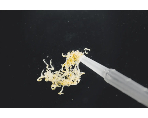 Fadenalgen mit Pipette