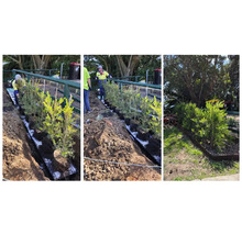 Plantation de plantes en pot dans un parterre de jardin par des jardiniers.