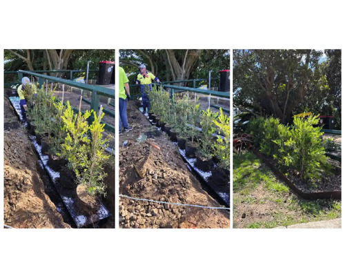 Plantation de plantes en pot dans un parterre de jardin par des jardiniers.