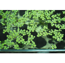 Kleiner Büschelfarn - Salvinia minima