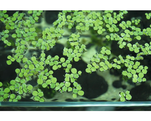 Schwimmendes Büschelfarn im Aquarium