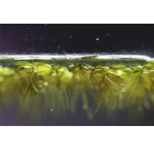 Kleiner Büschelfarn - Salvinia minima