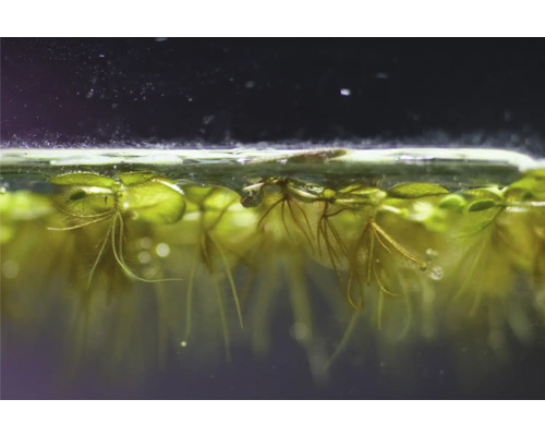 Nahaufnahme von Schwimmpflanzen im Aquarium