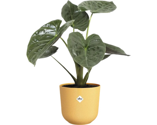 Plante d''intérieur Alocasia en pot